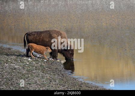Mère de bison des plaines avec eau potable de veau provenant d'un lac kettle en terrain glacié, parc national des Lacs-Waterton, Canada (Bison bison) Banque D'Images