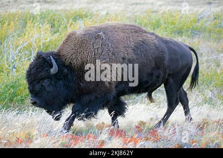 Bisons des plaines bull marchant dans la prairie dans le parc national des Lacs-Waterton, Canada (Bison bison) Banque D'Images