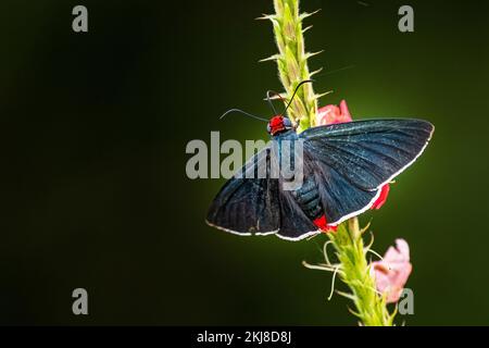 Skipper à pointe de feu à tête rouge (pyrrhopyge zenodorus) sur fond vert Banque D'Images