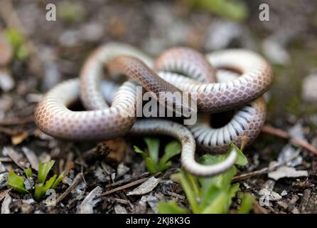 Serpent de forêt à queue acérée en position défensive. Réserve El Corte Madera Creek, comté de San Mateo, Californie, États-Unis. Banque D'Images