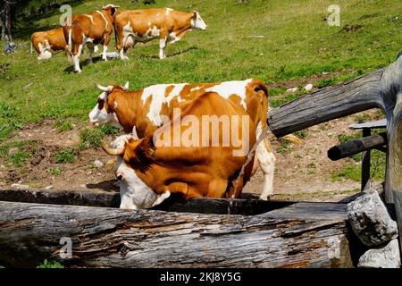 Vaches buvant hors de l'eau dans la vallée alpine au pied de la montagne de Dachstein lors d'une journée ensoleillée dans les Alpes autrichiennes dans la région de Schladming-Dachstein Banque D'Images