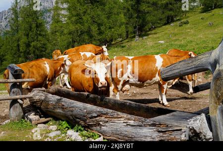 Vaches buvant hors de l'eau dans la vallée alpine au pied de la montagne de Dachstein lors d'une journée ensoleillée dans les Alpes autrichiennes dans la région de Schladming-Dachstein Banque D'Images