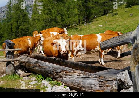 Vaches buvant hors de l'eau dans la vallée alpine au pied de la montagne de Dachstein lors d'une journée ensoleillée dans les Alpes autrichiennes dans la région de Schladming-Dachstein Banque D'Images