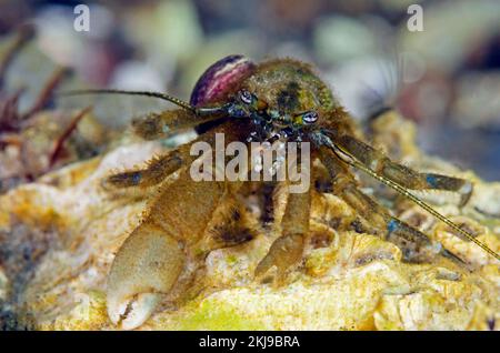 Ermit Crab, Colombie-Britannique, Canada Banque D'Images