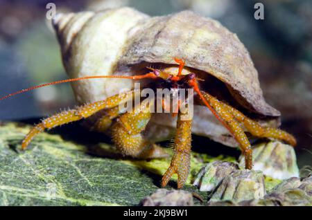 Ermit Crab, Colombie-Britannique, Canada Banque D'Images