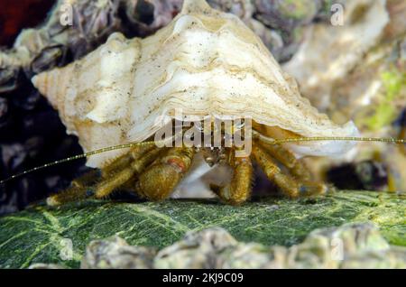 Ermit Crab, Colombie-Britannique, Canada Banque D'Images