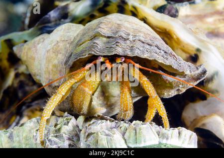 Ermit Crab, Colombie-Britannique, Canada Banque D'Images