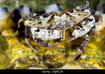 Crabe rouge juvénile, Colombie-Britannique, Canada Banque D'Images