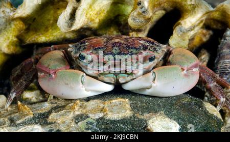 Crabe de petite côte, Colombie-Britannique, Canada Banque D'Images