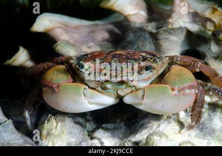 Crabe de petite côte, Colombie-Britannique, Canada Banque D'Images