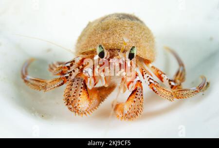 Ermit Crab, Colombie-Britannique Canada Banque D'Images