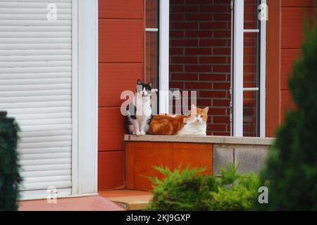 Un chat noir et blanc et un chat orange et blanc regardant la caméra dans un quartier résidentiel Banque D'Images