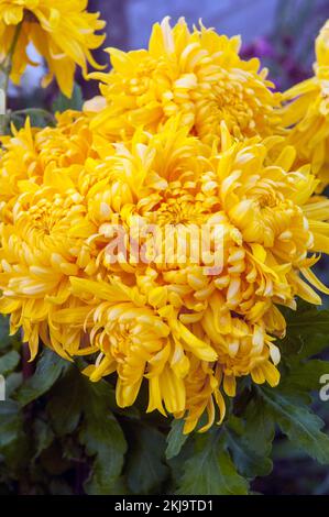 Gros plan d'un groupe de Chrysanthemum / Dendranthema Corngold d'ambre doré qui fleurit en automne Banque D'Images