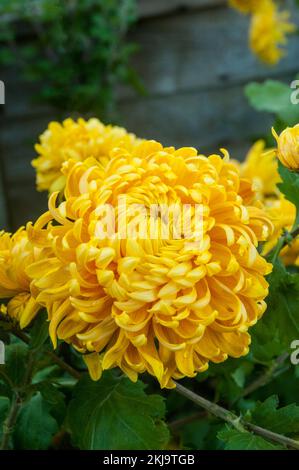 Gros plan d'un groupe de Chrysanthemum / Dendranthema Corngold d'ambre doré qui fleurit en automne Banque D'Images