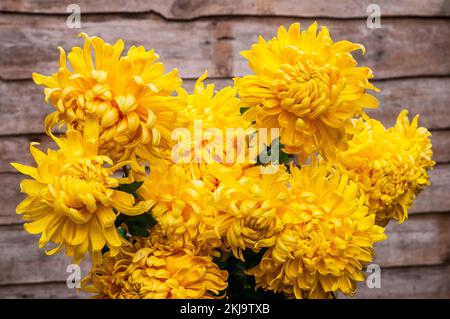 Gros plan d'un groupe de Chrysanthemum / Dendranthema Cheddar jaune profond qui fleurit en automne Banque D'Images