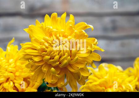 Gros plan d'un groupe de Chrysanthemum / Dendranthema Cheddar jaune profond qui fleurit à la fin de l'été et de l'automne Banque D'Images