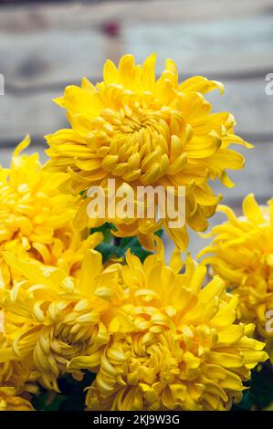 Gros plan d'un groupe de Chrysanthemum / Dendranthema Cheddar jaune profond qui fleurit en automne Banque D'Images