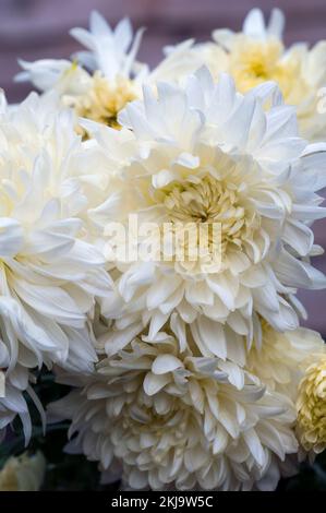 Gros plan d'un groupe de Chrysanthemum / Dendranthema Billy Bell un intermédiaire blanc qui fleurit au début de l'automne Banque D'Images