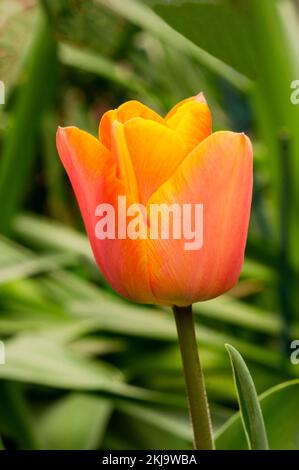 Gros plan de tulipa Empereur d'Orange une tulipe unique orange à fleurs au début du printemps appartenant au groupe de tulipes Fosteriana Division 13 Banque D'Images