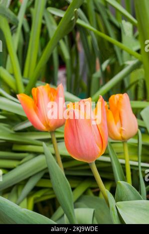 Groupe de tulipes Empereur d'orange une tulipe unique d'orange à fleurs au début du printemps appartenant au groupe de tulipes Fosteriana Division 13 Banque D'Images