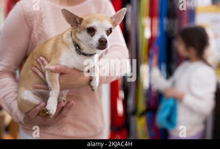 Femme positive avec chien chihuahua dans la boutique d'animaux de compagnie Banque D'Images