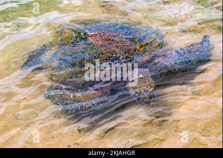 Tortue de mer verte ou Chelonia mydas sur une plage Banque D'Images