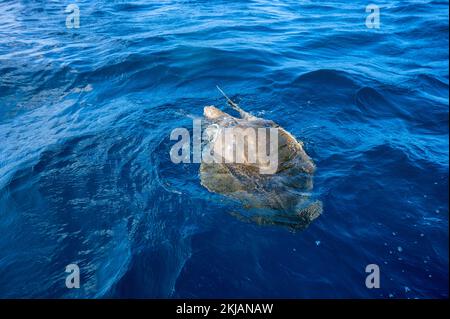 Les tortues de mer d'Olive ridley ou Lepidochelys olivacea exécute le rituel de l'accouplement Banque D'Images