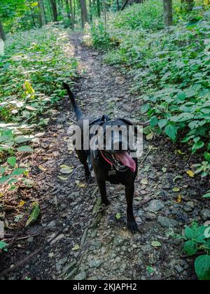 Un chien noir dans le Braddocks Trail Park Banque D'Images