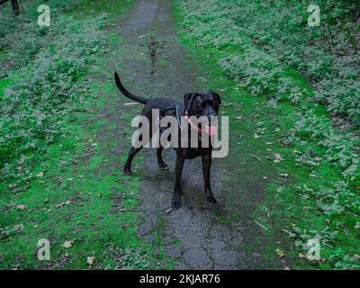 Un chien noir dans le Braddocks Trail Park Banque D'Images