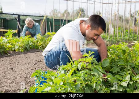 L'homme goutte des pommes de terre dans le jardin à l'extérieur, la femme en arrière-plan Banque D'Images