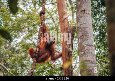 Portrait du jeune Bornean Orangutan ou Pongo pygmaeus Banque D'Images