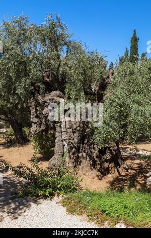 Vieille Oliva - oliviers dans le jardin de Gethsemane sur le terrain de l'église de toutes les nations ou de la basilique de l'agonie, Mont des oliviers, Jérusalem. Banque D'Images