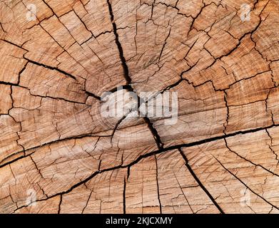 Un résumé d'un tronc d'arbre coupé avec des fissures de contrainte de séchage et d'âge. Banque D'Images