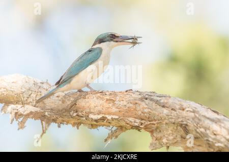 Le Kingfisher sacré (Tobraphus sanctus) est un kingfisher boisé de taille moyenne qui se trouve dans les mangroves, les terres boisées, les forêts et la rivière en Australie Banque D'Images