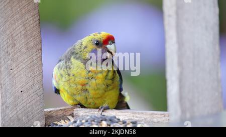 gros plan d'une rosella verte se nourrissant dans un jardin tasmanie Banque D'Images