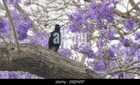 vue rapprochée d'un magpie perché sur une grande branche d'arbre de jacaranda à grafton Banque D'Images