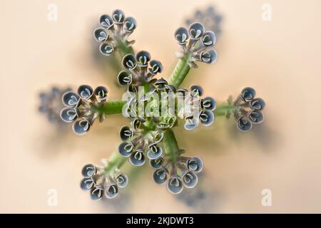 Mère de millions (Kalanchoe delagoensis). Crassulaceae. Mandala naturel. plante succulente ornementale. Reproduction végétative. Banque D'Images