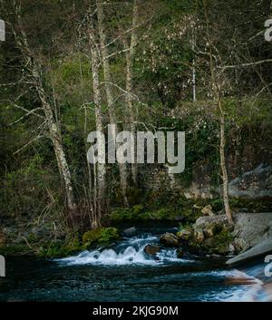 Une rivière qui coule rapidement à travers la forêt exagérée, passant par des rochers de pierre sur son chemin Banque D'Images