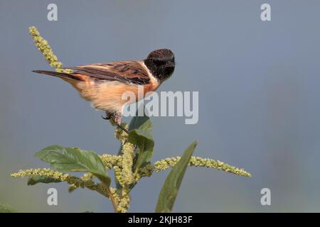 Amour Stonechat (Saxicola stejnegeri), oiseau unique perché sur la végétation, réserve naturelle de mai po, nouveaux Territoires, Hong Kong, Chine novembre 2022 Banque D'Images