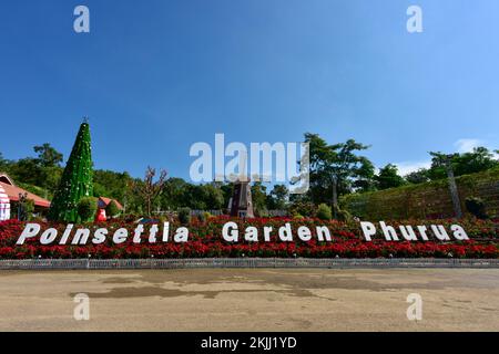 poinsettia, fleur rouge de noël et site touristique du moulin à vent. avec arrière-plan dans le parc près du parc national. Loei, THAÏLANDE. Banque D'Images