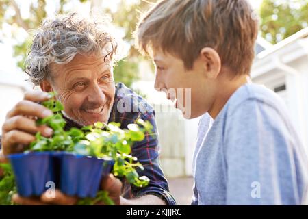 Les plantes ont besoin d'amour aussi. un grand-père enseignant à son petit-fils le jardinage. Banque D'Images
