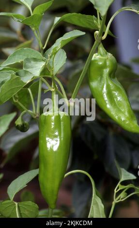 POIVRONS VERTS LONGS POUSSANT SUR LA PLANTE. Banque D'Images
