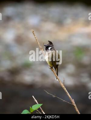 Bulbul himalayen ou bulbul à chetée blanche ou Pycnonotus leucogenys oiseau de près perché sur la branche dhikala jim corbett parc national uttarakhand inde Banque D'Images