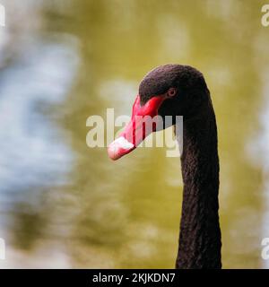 Cygne noir (Cygnus atratus), portrait, captif, Allemagne, Europe Banque D'Images