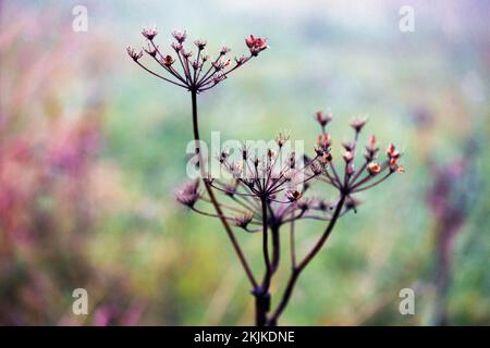 Fleurs de graminées, couleur automnale, gros plan, photo de symbole, Rhénanie-du-Nord-Westphalie, Allemagne, Europe Banque D'Images