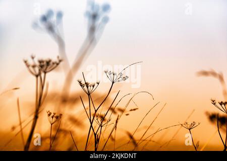 Fleurs sèches d'herbes en automne, lumière du soir, gros plan, photo de symbole, Rhénanie-du-Nord-Westphalie, Allemagne, Europe Banque D'Images