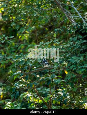 kingfisher à crête ou Megaceryle lugubris Grand oiseau perché sur un arbre dans un fond vert naturel dans la zone de dhikala du parc national jim corbett Banque D'Images