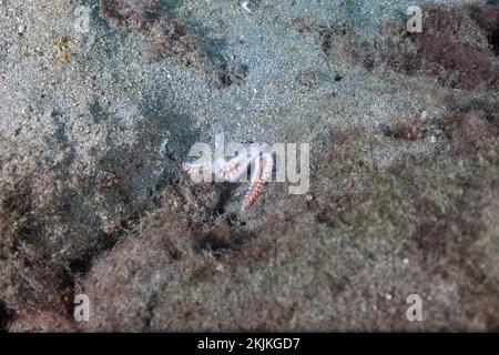 Les vers de feu barbus (Hermodice carunculata) mangent des puffères pointues mortes (CHthigaster rostrata), Lanzarote, îles Canaries, Espagne, Europe Banque D'Images