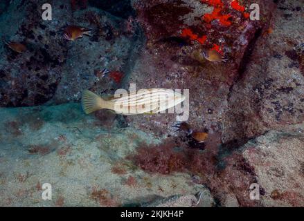 Mérou doré (Epinephelus costae), Lanzarote, Iles Canaries, Espagne, Europe Banque D'Images