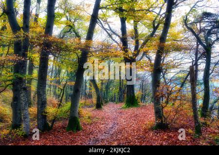 Feuilles d'automne sur le chemin forestier, hêtre commun de couleur automnale (Fagus sylvatica) dans la brume, Jurapark, canton d'Argau, Suisse, Europe Banque D'Images